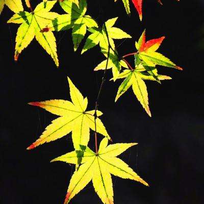 开全站登录appapp下载